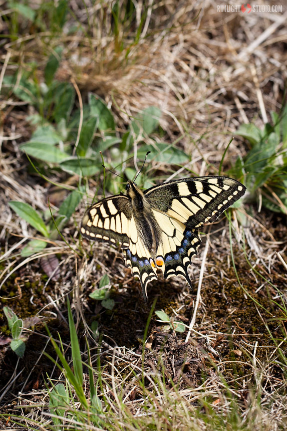 Motyl paź królowej Motyl paź królowej