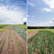 uprawa-slow-food